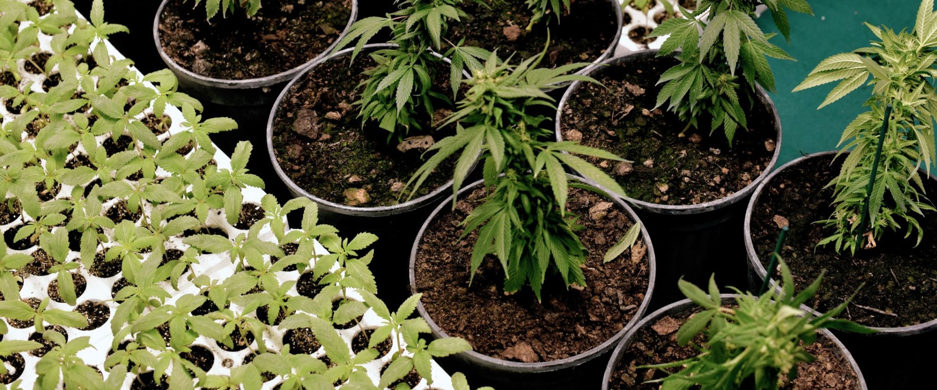 What's better cbd or delta 8?