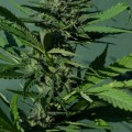 Can i buy delta-8 at 18 in california?