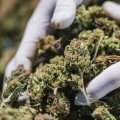 Is delta-8 more potent than thc?