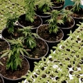 What's better cbd or delta 8?