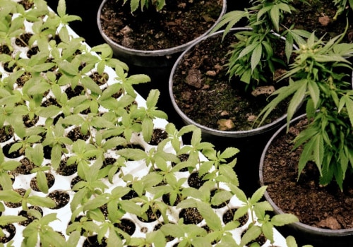 What is the diff between cbd and delta 8?