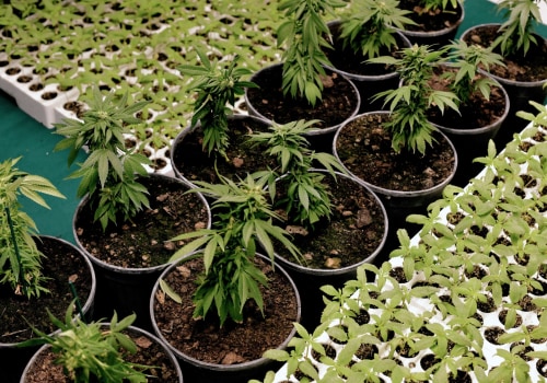 What's better cbd or delta 8?